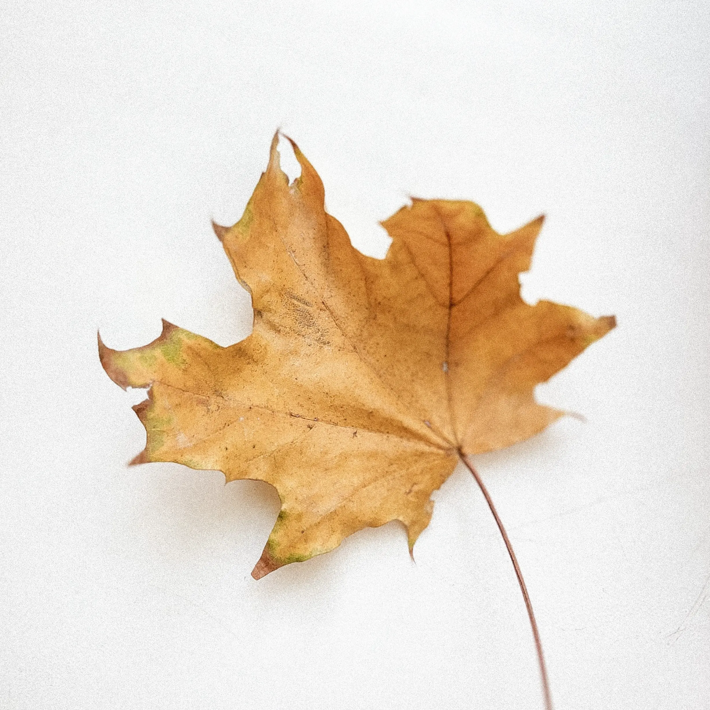 A sharp and detailed photo of a brown maple leaf on white background representing our work for Canon USA, Inc.