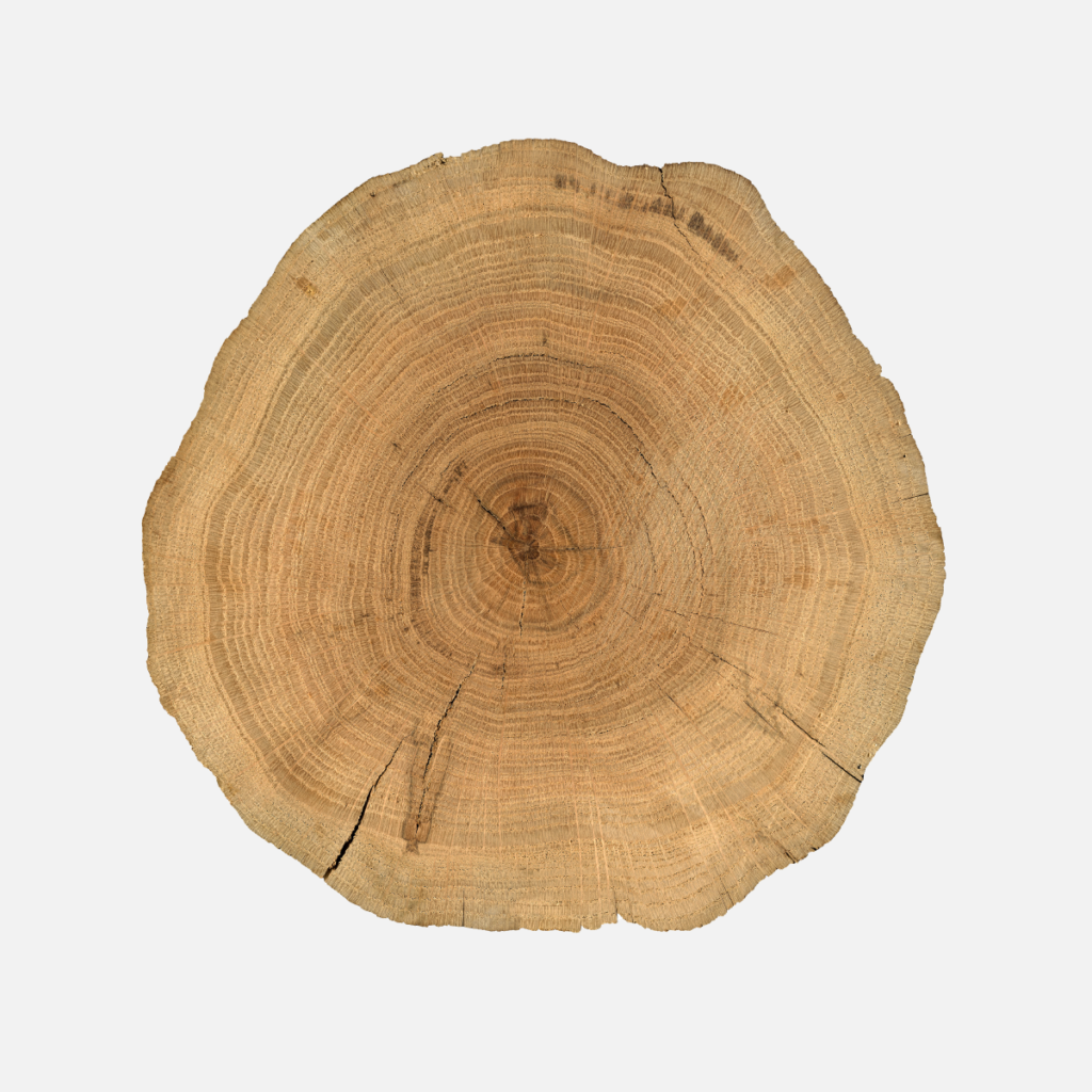 cross section of a log