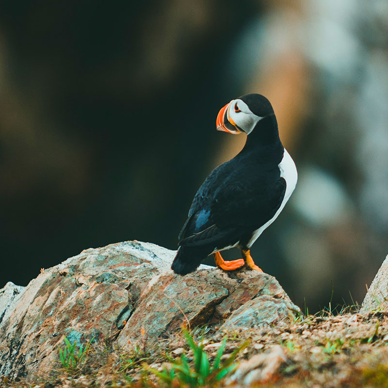image of penguin standing on a rock