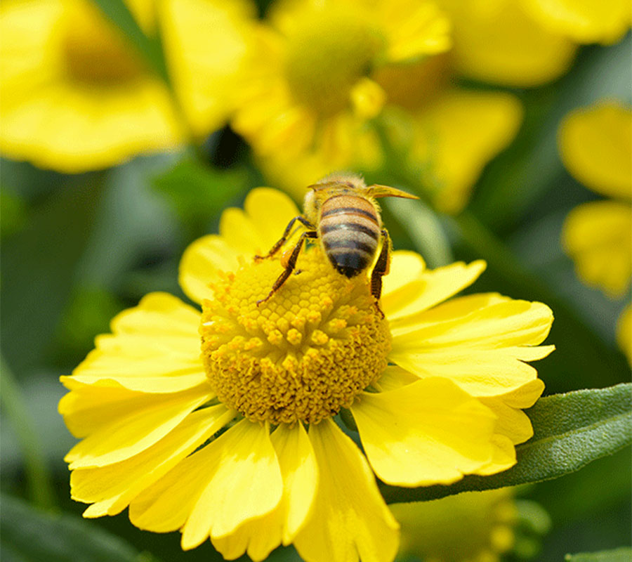 a bee on top of a yellow flower