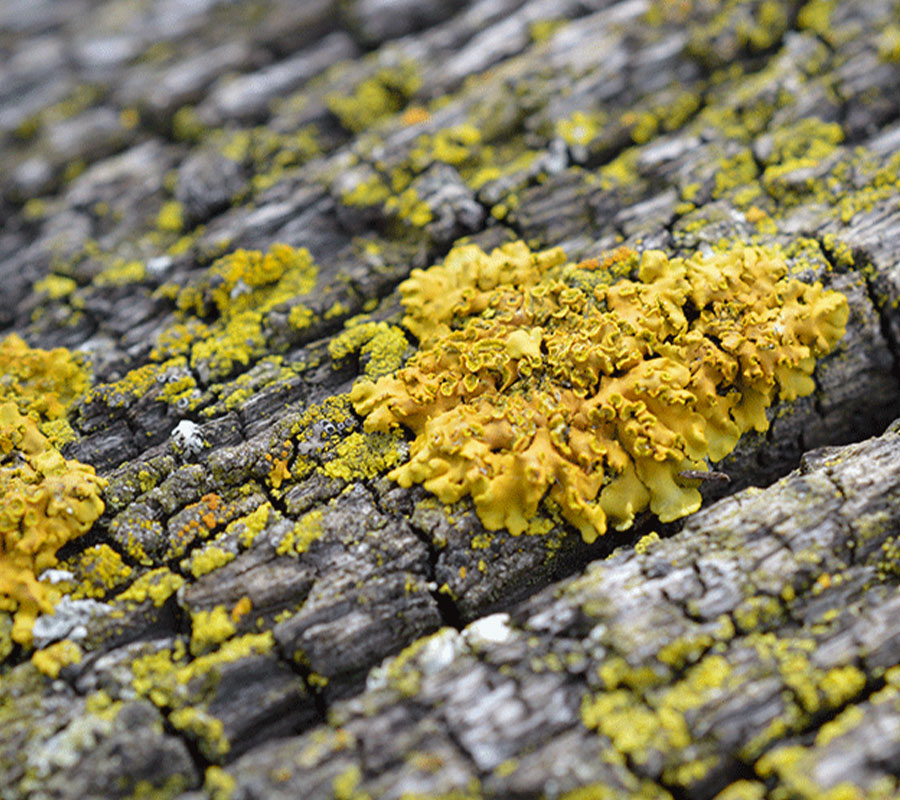 staff-tanya-1122-04 close up of tree bark